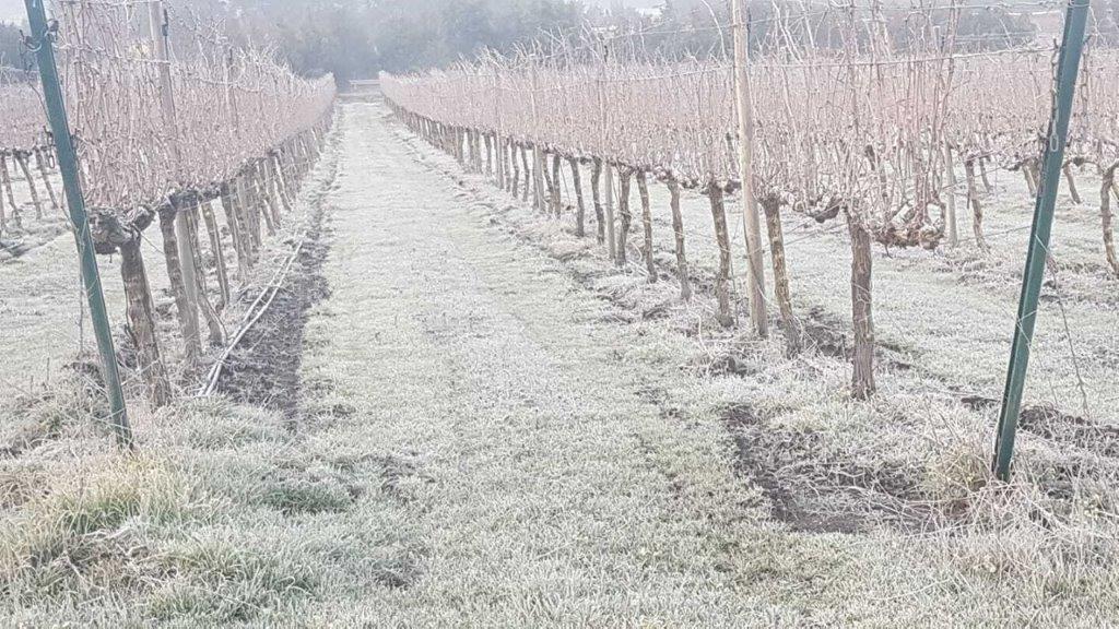 יתרונות הקור עבור הגפן